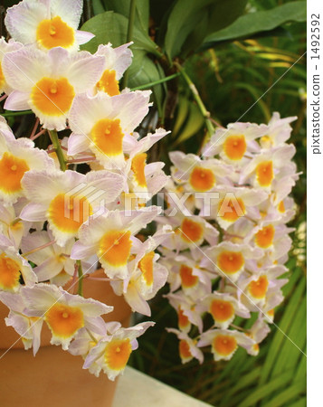 Begonia Begonia 1492592