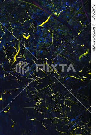 很多螢火蟲 1492643