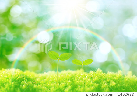 sprout, germinating, germination 1492688