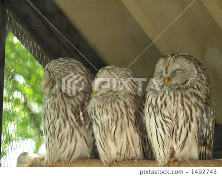 ural owl, strix uralensis, owl 1492743