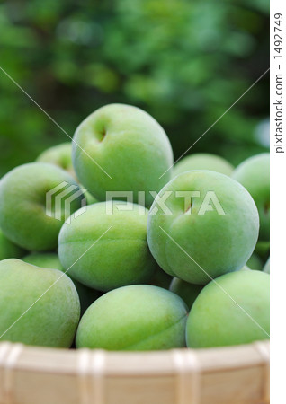 新鮮青梅 新鮮青梅 1492749