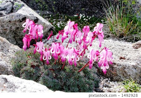 Cumkusa at the top of Akaki 1492928