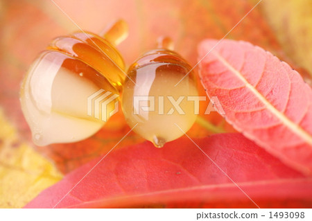 橡子的玻璃 橡子的玻璃 1493098