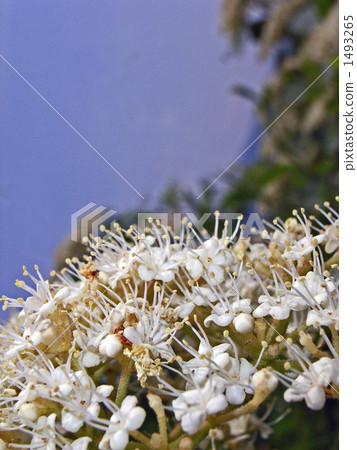 Fall flowers that will become red fruits in autumn 1493265