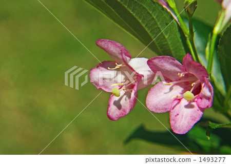 Hakonnet goatsu whose flower gradually changes from white to white 1493277