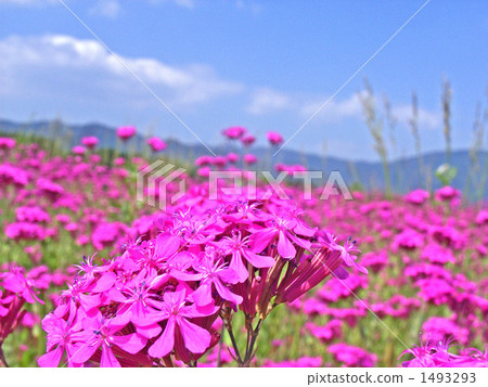 它不是食肉植物，而是Musi Trinadesico 1493293