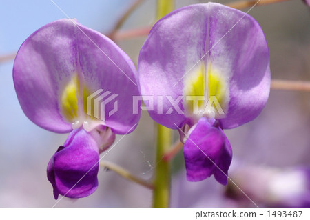  Wisteria flowers 1493487