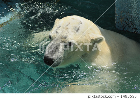 天王寺動物園池中的北極熊 天王寺動物園池中的北極熊 1493555