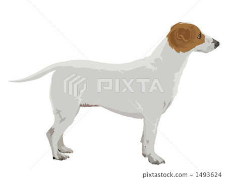 Jack Russell Terrier 1493624
