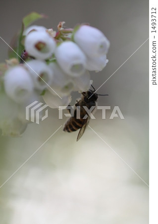 Garden flowers 1493712