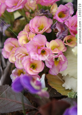 Garden flowers Garden flowers 1493719