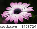 Garden flowers 1493726