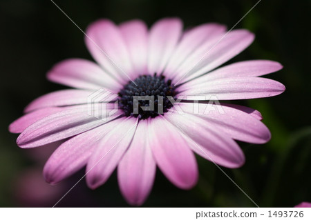 園林花卉 1493726