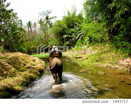 Amanjiwo's Elephant trekking 1493757