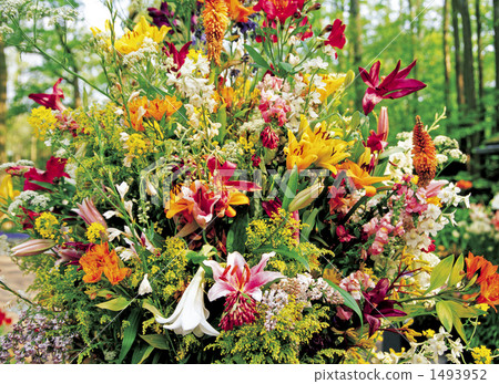 Keukenhof Park 1493952