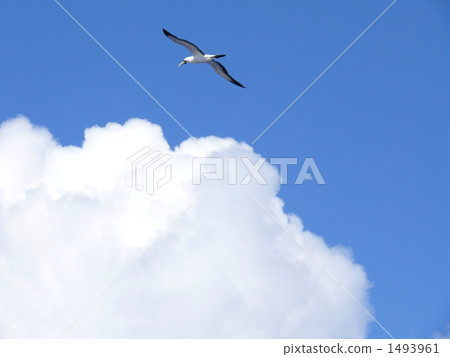 seagull 1493961