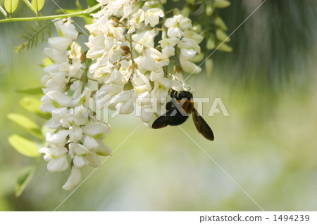 Harienge Harienge 1494239