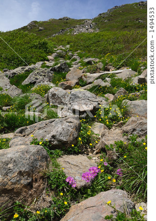 Rockyards and alpine plants leading to the summit 1494533