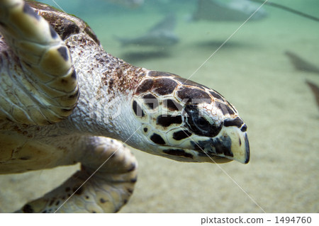 Underwater underwater tortoise turtle Underwater underwater tortoise turtle 1494760