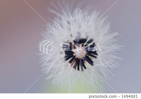 Dandelion 1494881