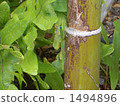 A lizard 1494896