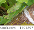 A lizard 1494897