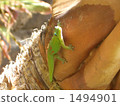 A lizard 1494901