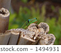A lizard 1494931