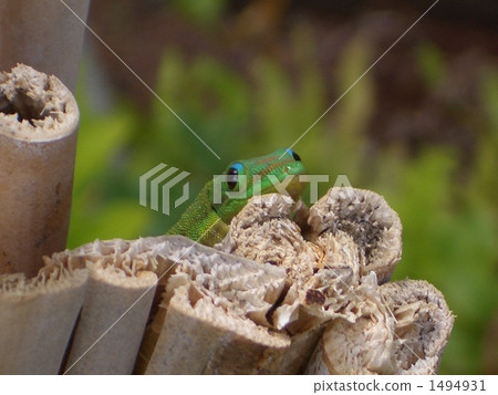 A lizard 1494931
