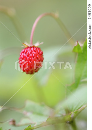 Wild strawberry Wild strawberry 1495009