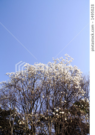 white magnolia, magnolia, tokyo 1495028