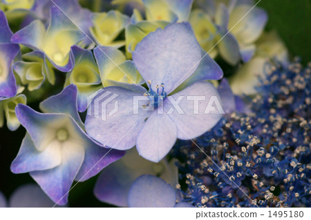 花 紫陽花 繡球 1495180
