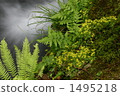 Himalenge bloom valley 1495218