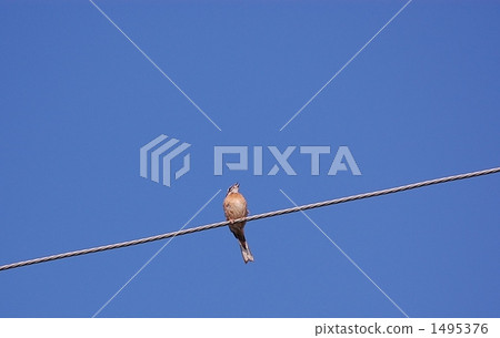 power line, electric wire, wild bird 1495376