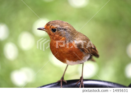 羅賓歐洲喜劇片 羅賓歐洲喜劇片 1495631