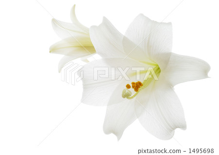 Lily Lily 1495698