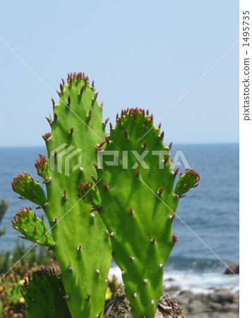 仙人掌（Hatsushima） 1495735