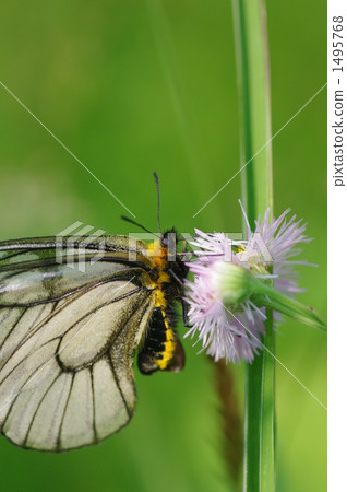 烏蘇巴族 1495768