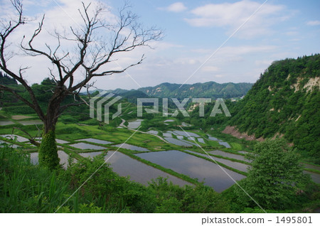 水稻梯田 1495801