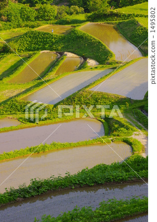 水稻梯田 1495802