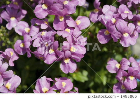Nemesia 1495866