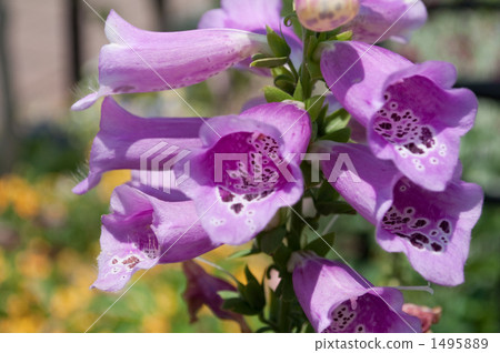 Digitalis Digitalis 1495889