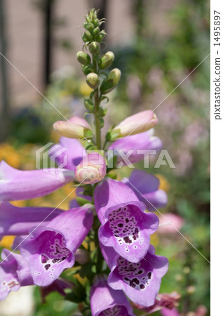 Digitalis Digitalis 1495897
