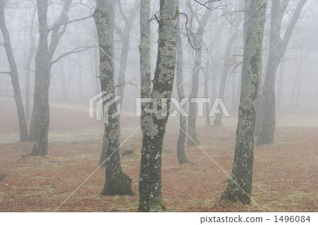 morning dew, dense wood, yamanaka 1496084