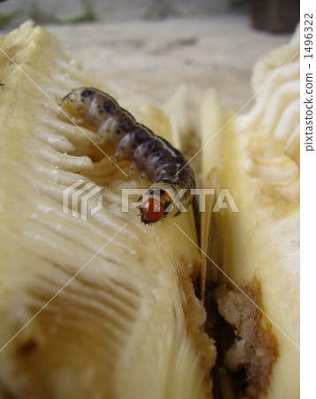 Bamboo shoots and bamboo shoots 1496322