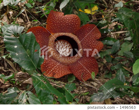 The world's largest flower 1496563