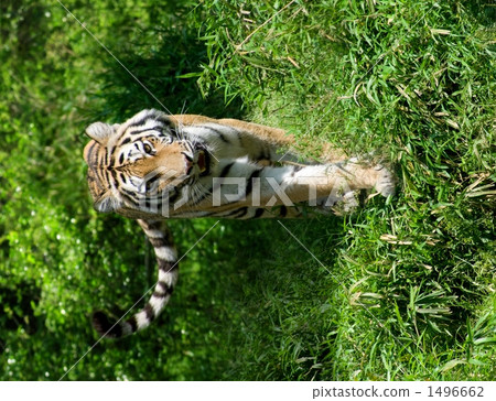 The Amur tiger coming The Amur tiger coming 1496662