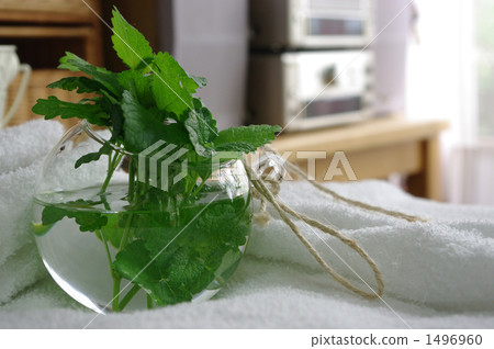 草藥和假期 草藥和假期 1496960