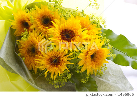 向日葵花束/栽培品種名稱/梵高向日葵 向日葵花束/栽培品種名稱/梵高向日葵 1496966