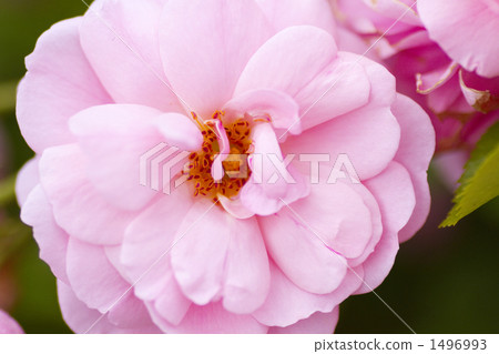 Roses / Varieties / Astrid / Space / Striped Roses / Varieties / Astrid / Space / Striped 1496993